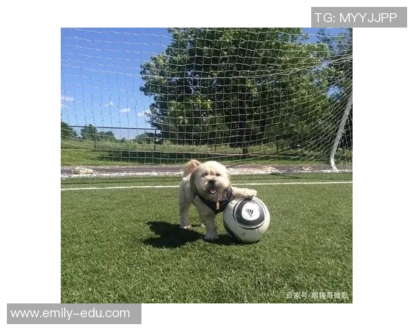 足球明星的萌宠大集合这些球星与宠物的甜蜜瞬间你都看过吗